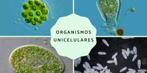 Organismos unicelulares: qué son, características y ejemplos