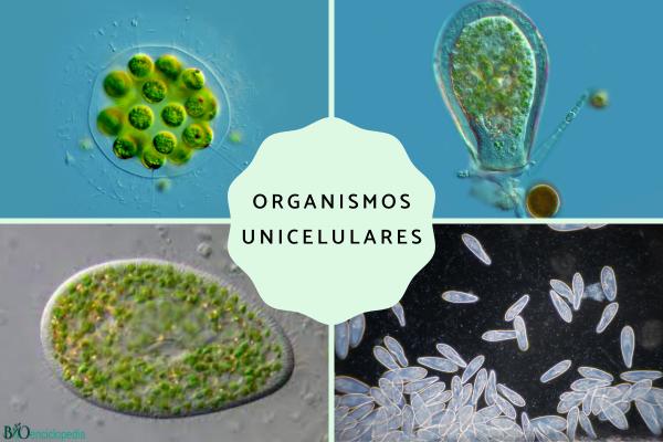 Organismos unicelulares: qué son, características y ejemplos