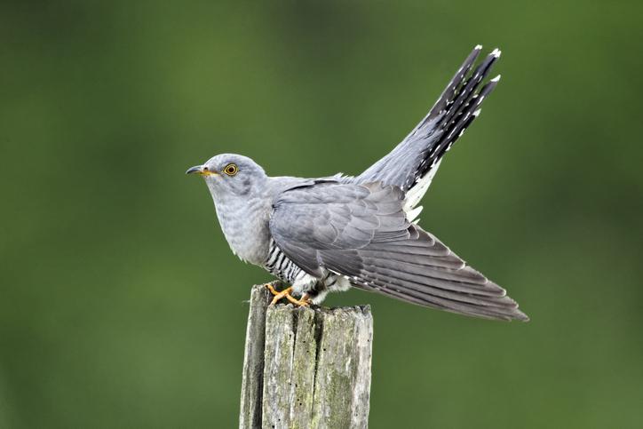 PÁJARO CUCLILLO: Incubación y Ambiente - Con FOTOS