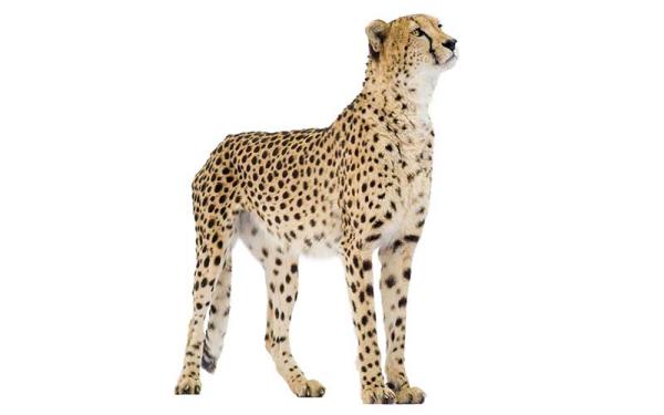 Guepardo - Descripción del guepardo