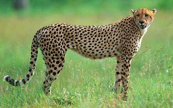 Guepardo - Reproducción del guepardo