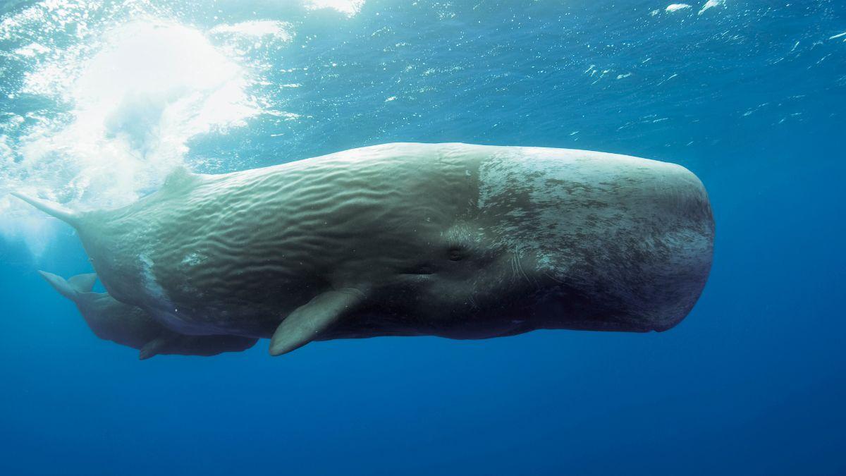 Ballenas y cachalotes muertos en el Mediterráneo: qué hay detrás de este fenómeno cada vez más visible