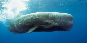 Ballenas y cachalotes muertos en el Mediterráneo: qué hay detrás de este fenómeno cada vez más visible