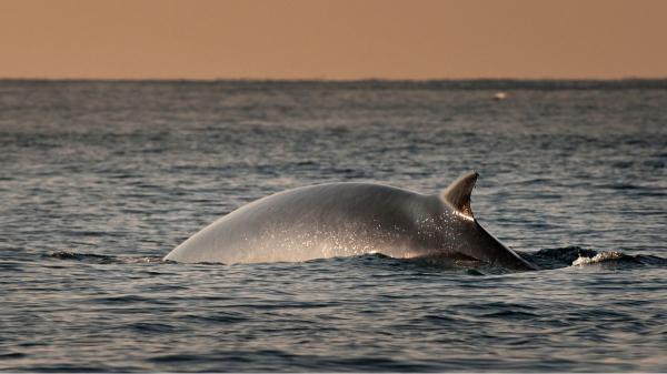 Ballenas y cachalotes muertos en el Mediterráneo: qué hay detrás de este fenómeno cada vez más visible - Por qué hay cachalotes y ballenas cerca de Barcelona más a menudo de lo que pensamos
