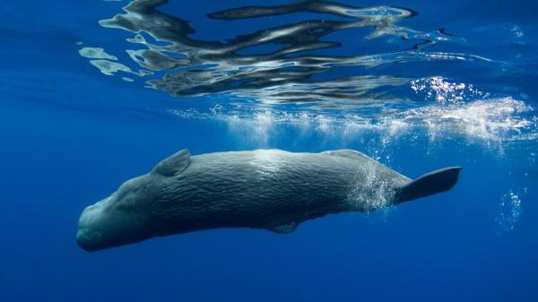 Ballenas y cachalotes muertos en el Mediterráneo: qué hay detrás de este fenómeno cada vez más visible - Por qué los cachalotes muertos terminan apareciendo en playas como Sitges o Castelldefels