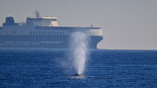 Ballenas y cachalotes muertos en el Mediterráneo: qué hay detrás de este fenómeno cada vez más visible - Qué está matando a los cachalotes del Mediterráneo