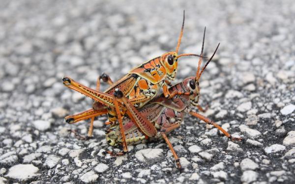 Saltamontes - Reproducción