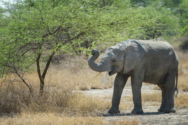 Elefante africano - Alimentación del elefante africano 