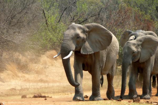 Elefante africano - Amenazas y conservación del elefante africano 