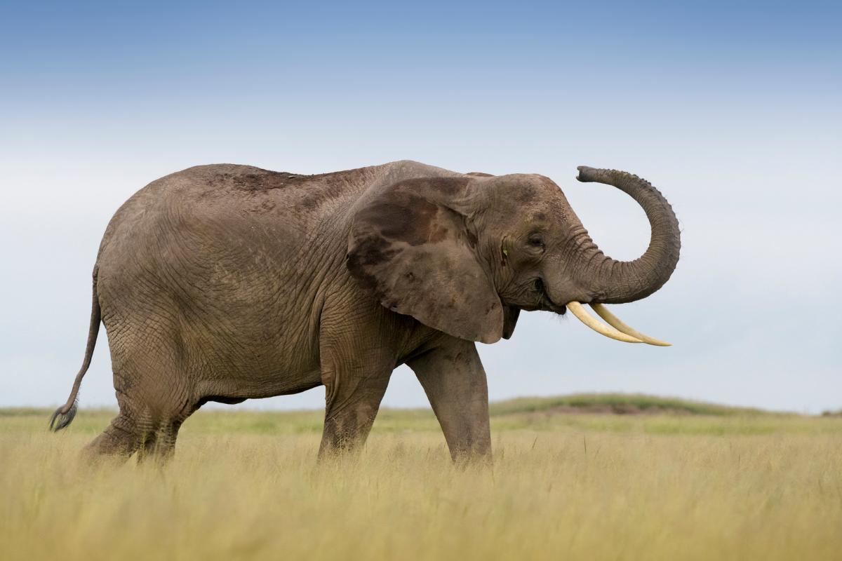 Elefante africano
