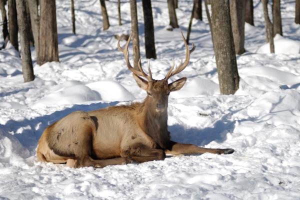 Uapití, wapiti o ciervo canadiense - Amenazas y conservación del uapití, wapiti o ciervo canadiense