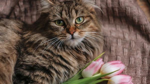Joan Calderón, jardinero: “El lirio y la hortensia son de las plantas más letales para un gato, la orquídea es totalmente segura” - Costilla de Adán, poto y tulipanes: otras plantas a evitar según los expertos