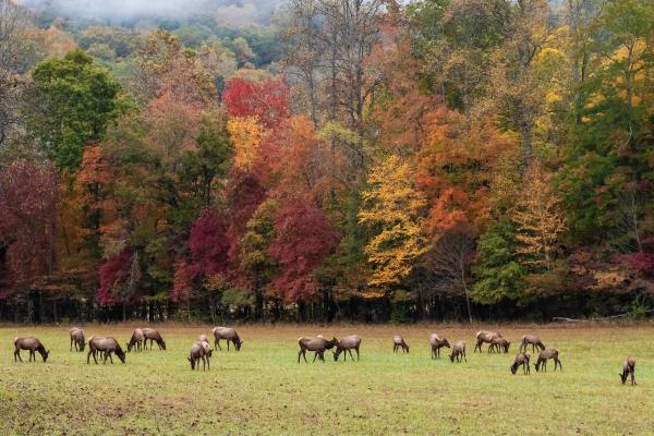 Uapití, wapiti o ciervo canadiense - Dónde vive el uapití, wapiti o ciervo canadiense