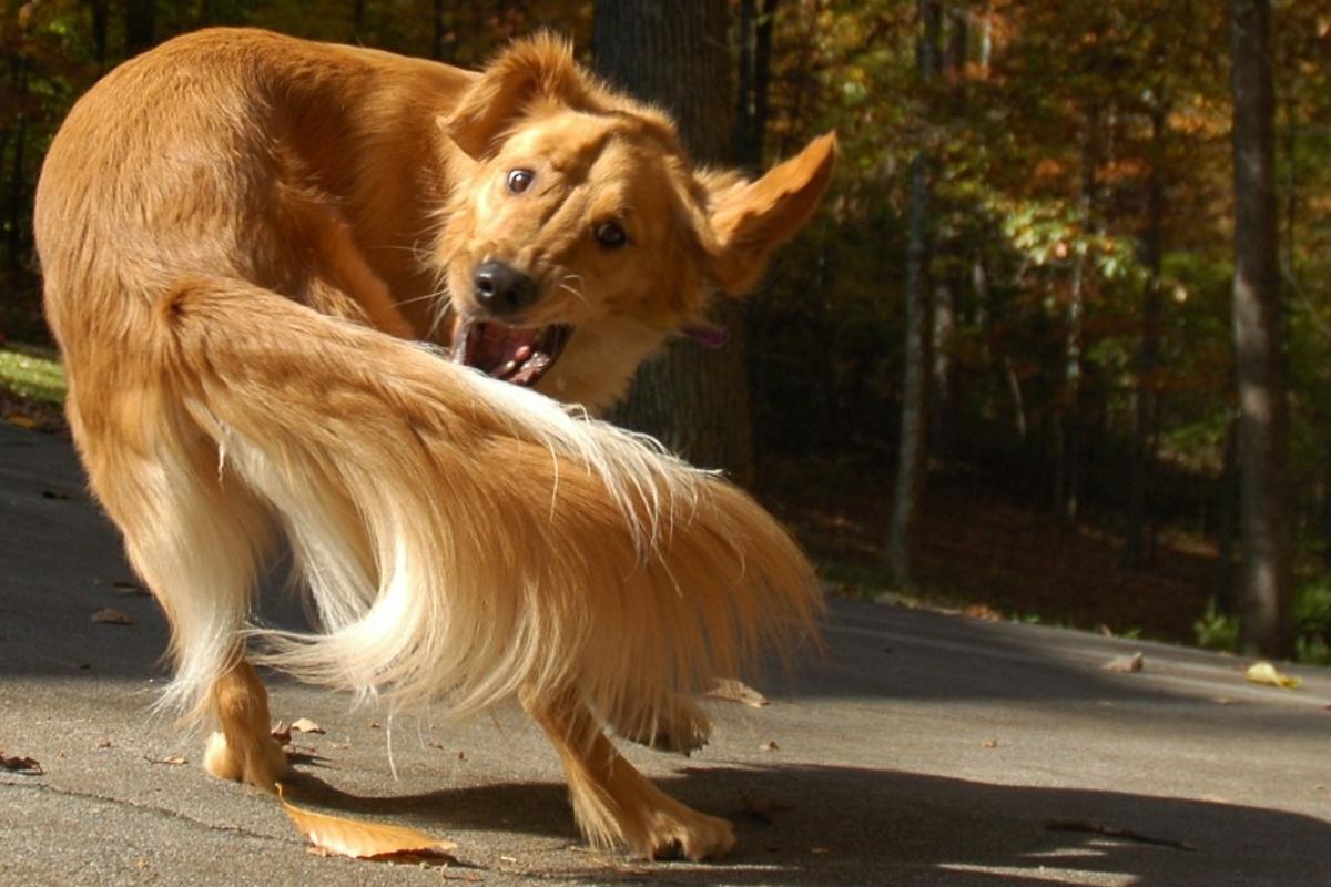 Estereotipias en animales: qué son y ejemplos