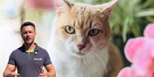 Joan Calderón, jardinero: “El lirio y la hortensia son de las plantas más letales para un gato, la orquídea es totalmente segura”