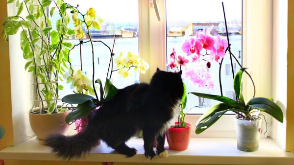 Joan Calderón, jardinero: “El lirio y la hortensia son de las plantas más letales para un gato, la orquídea es totalmente segura” - La orquídea, la gran aliada de quienes conviven con un gato y quieren plantas de flor en casa