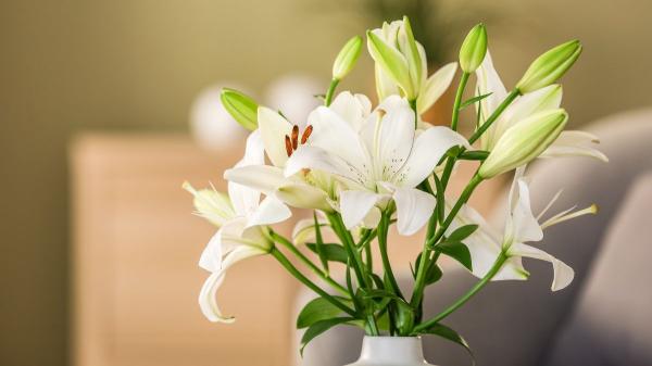 Joan Calderón, jardinero: “El lirio y la hortensia son de las plantas más letales para un gato, la orquídea es totalmente segura” - Lirio y hortensia: la combinación más peligrosa para un gato