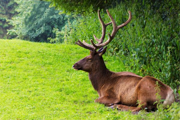 Uapití, wapiti o ciervo canadiense - Qué es un uapití o wapiti y sus características