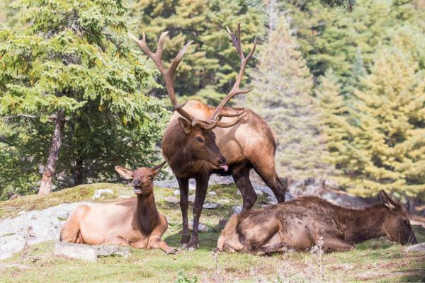 Uapití, wapiti o ciervo canadiense - Reproducción del uapití, wapiti o ciervo canadiense