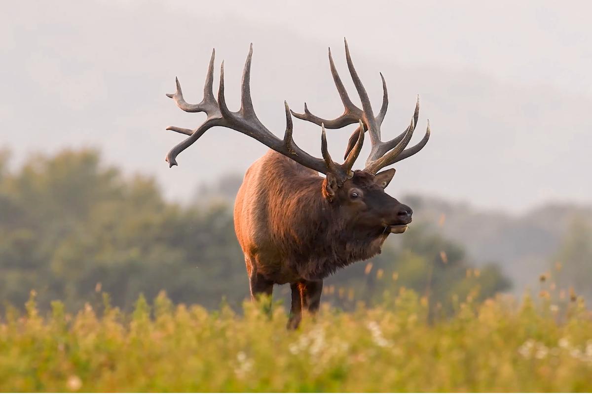 Uapití, wapiti o ciervo canadiense