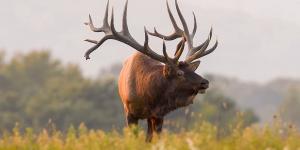 Uapití, wapiti o ciervo canadiense