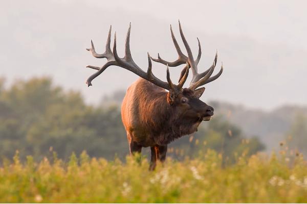 Uapití, wapiti o ciervo canadiense