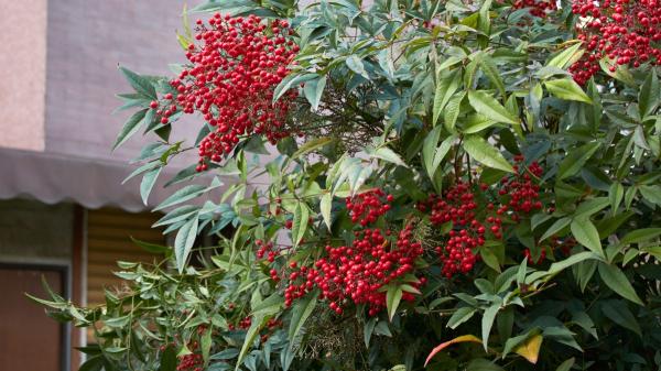 Parece un bambú, pero no lo es: el arbusto fácil de cuidar que se llena de rojo cuando llega el otoño - Estos son los cuidados que necesita la nandina para crecer fuerte y florecer