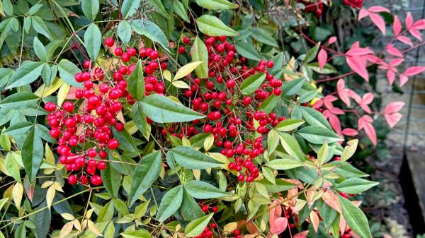 Parece un bambú, pero no lo es: el arbusto fácil de cuidar que se llena de rojo cuando llega el otoño - Hojas que cambian de color y frutos rojos: así es la nandina