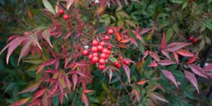 Parece un bambú, pero no lo es: el arbusto fácil de cuidar que se llena de rojo cuando llega el otoño