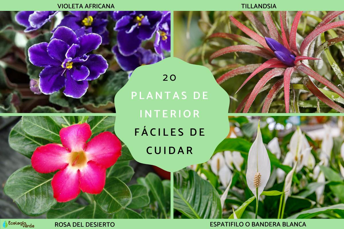 Plantas de interior fáciles de cuidar