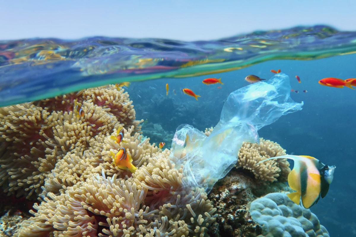 Plásticos en el mar: causas, consecuencias y soluciones