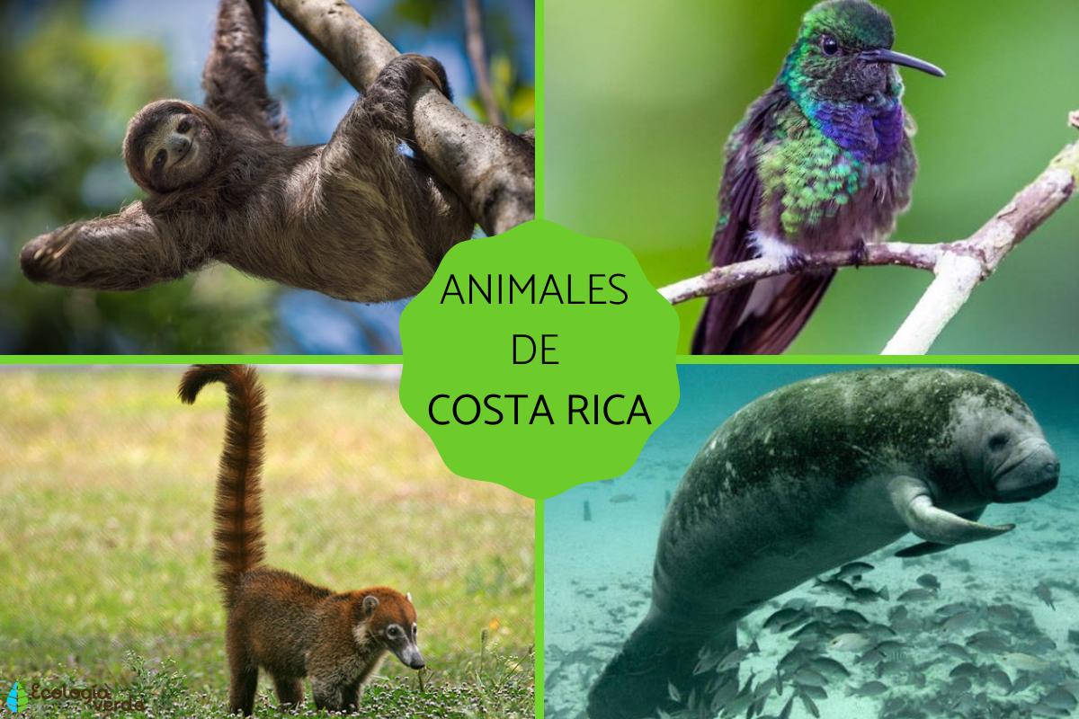 Animales de Costa Rica