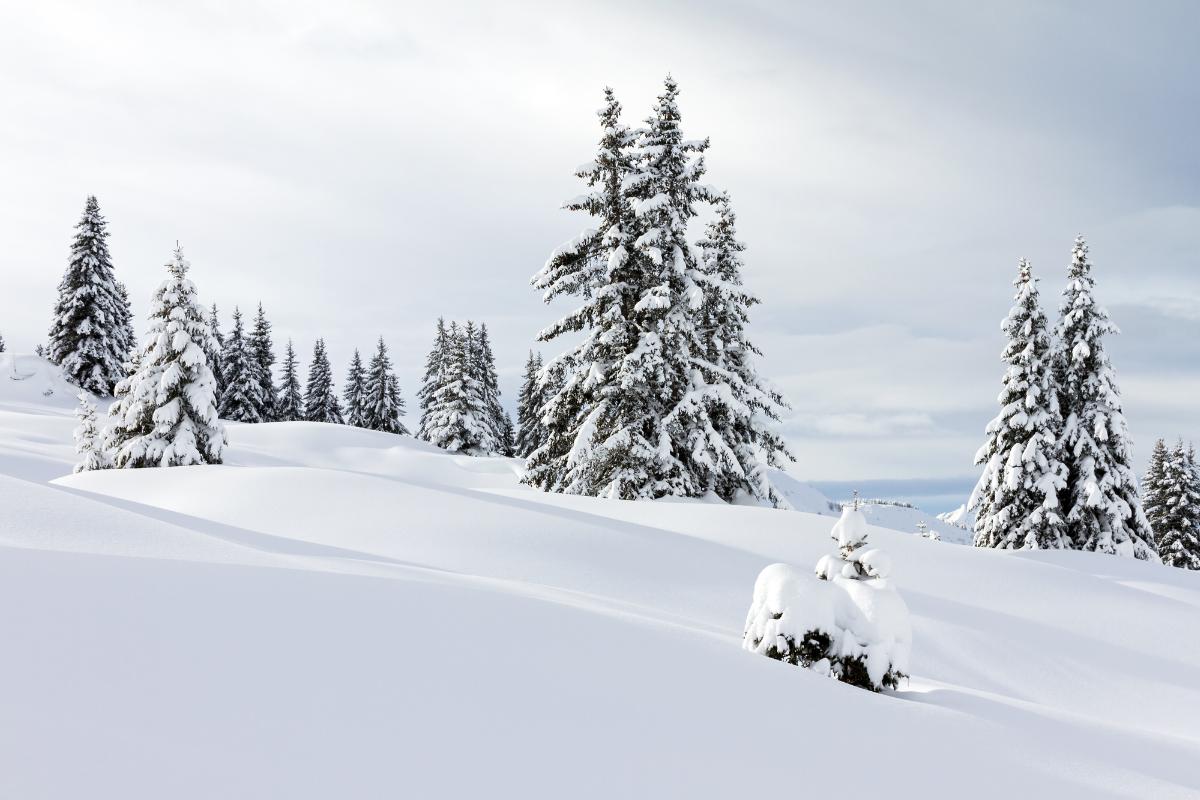 Nieve: qué es, cómo se forma y tipos