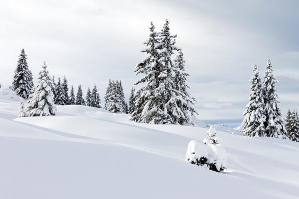 Nieve: qué es, cómo se forma y tipos
