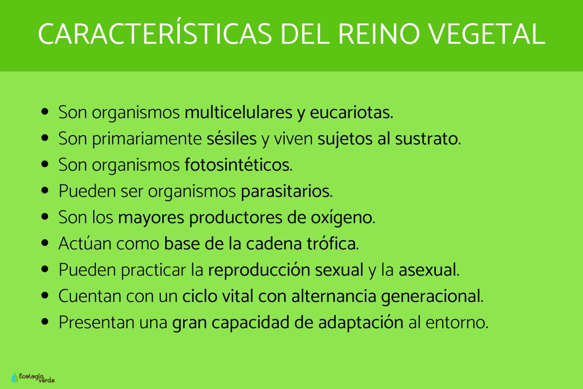 Reino Plantae O Vegetal: Qué Es, Características, Clasificación Y ...