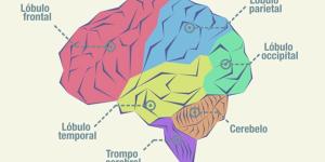 Cerebro