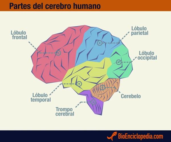 Cerebro
