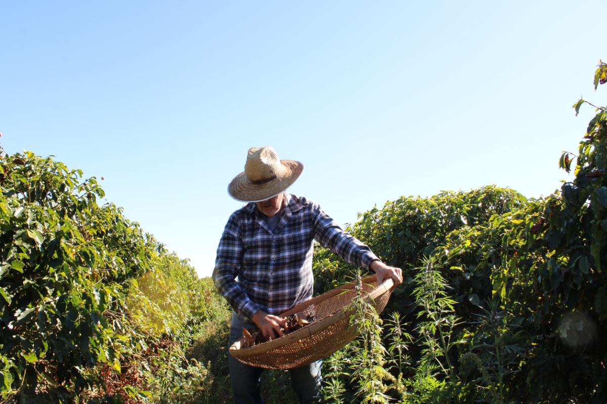 Recursos naturales de Brasil