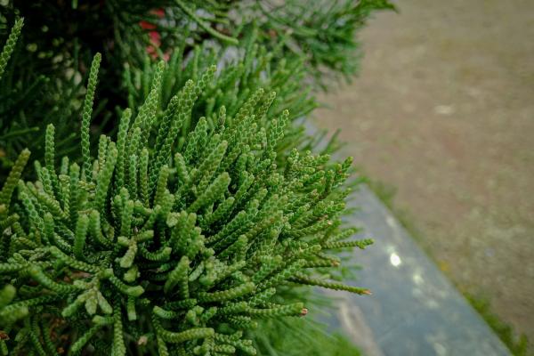 Crassula muscosa: cuidados, sol o sombra, riego, flor y reproducción - Características de Crassula muscosa