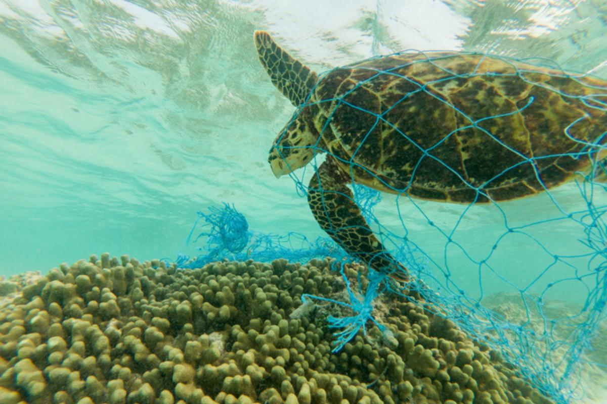 Contaminación marina: causas y consecuencias