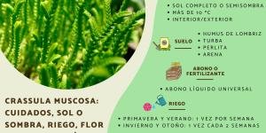 Crassula muscosa: cuidados, sol o sombra, riego, flor y reproducción