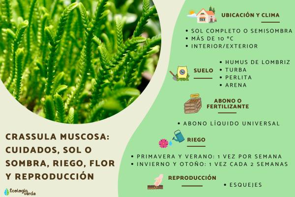 Crassula muscosa: cuidados, sol o sombra, riego, flor y reproducción