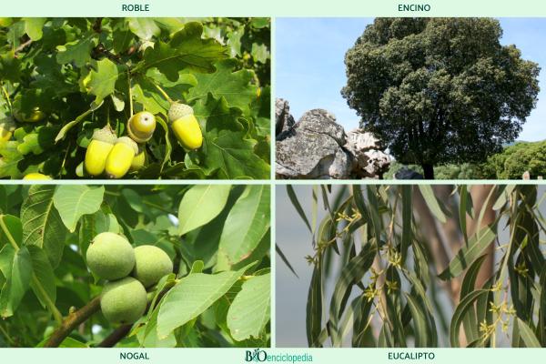 Frondosas: qué son, características y ejemplos - Ejemplos de las frondosas