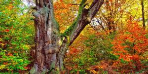 Frondosas: qué son, características y ejemplos