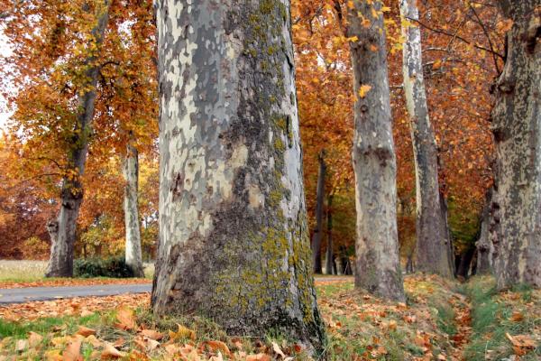 Frondosas: qué son, características y ejemplos - Qué son las frondosas