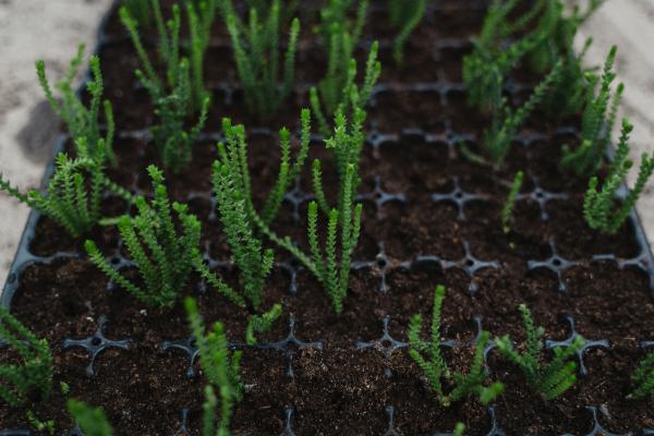 Crassula muscosa: cuidados, sol o sombra, riego, flor y reproducción - Reproducción de Crassula muscosa