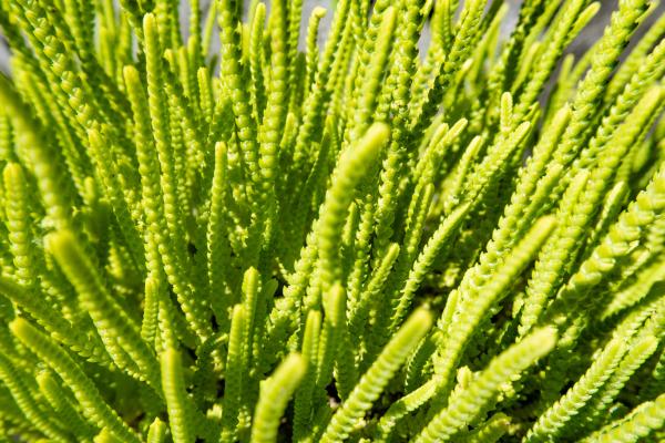 Crassula muscosa: cuidados, sol o sombra, riego, flor y reproducción - Suelo y abono de Crassula muscosa