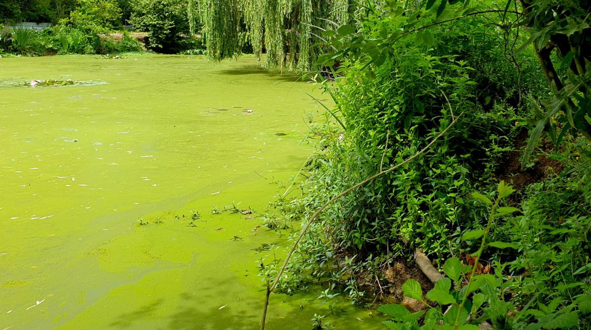 Eutrofización: qué es y cómo se produce