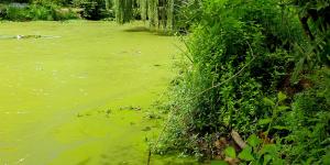 Eutrofización: qué es y cómo se produce