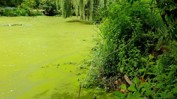 Eutrofización: qué es y cómo se produce